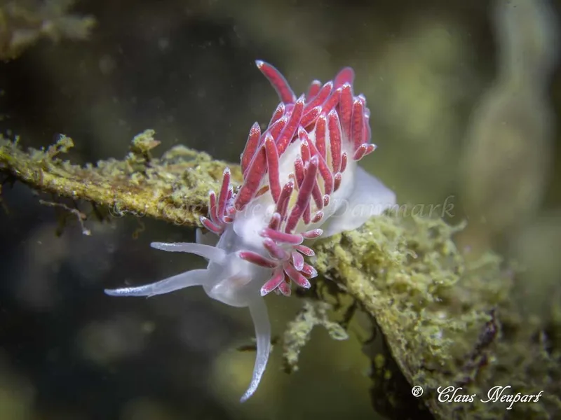 Coryphella verrucosa - Søbadet - Foto: Claus Neupart