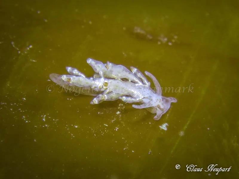 Eubranchus scintillans​​ observeret ved Søbadet i Lillebælt