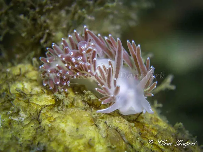Cuthonella concinna - Søbadet - Foto: Claus Neupart