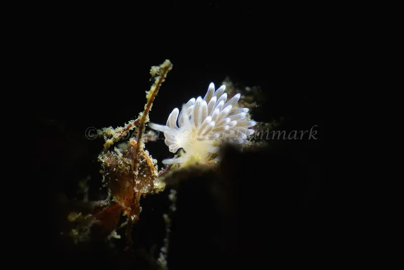 Cuthonella concinna - Ammoniakhavnen - Foto: Kim Sørensen