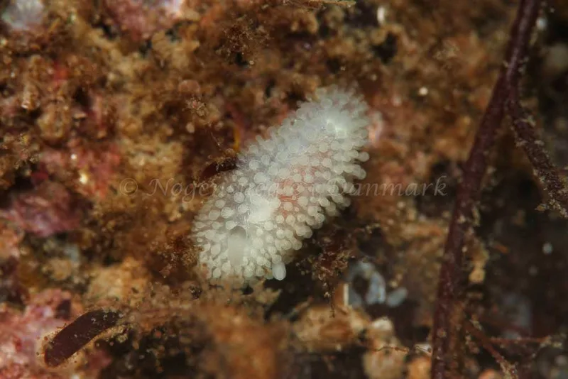 Onchidoris muricata - Søbadet - Foto: Kim Sørensen