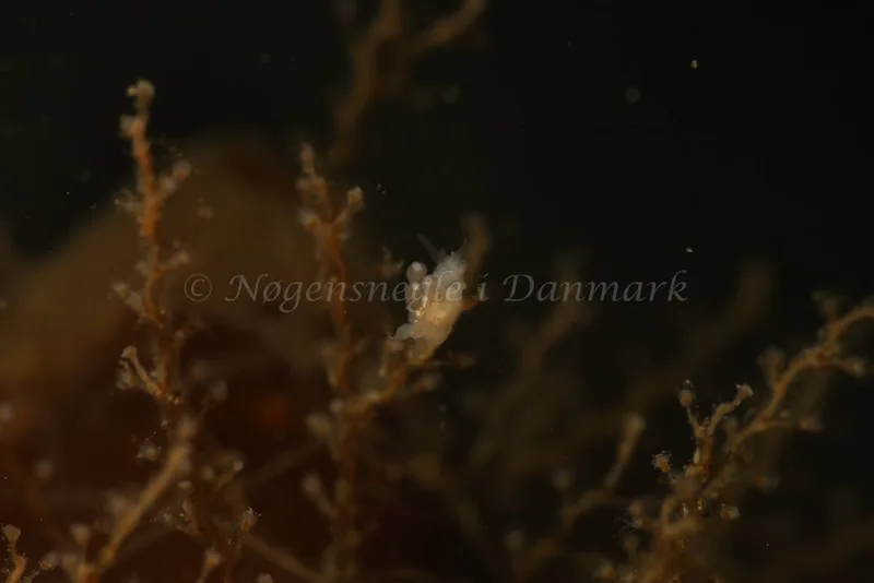 Tergipes tergipes - Søbadet - Foto: Kim Sørensen