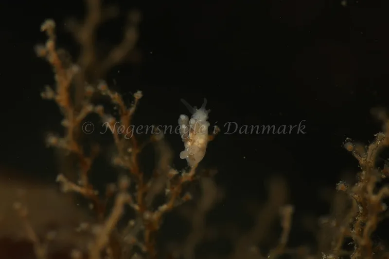 Tergipes tergipes - Søbadet - Foto: Kim Sørensen