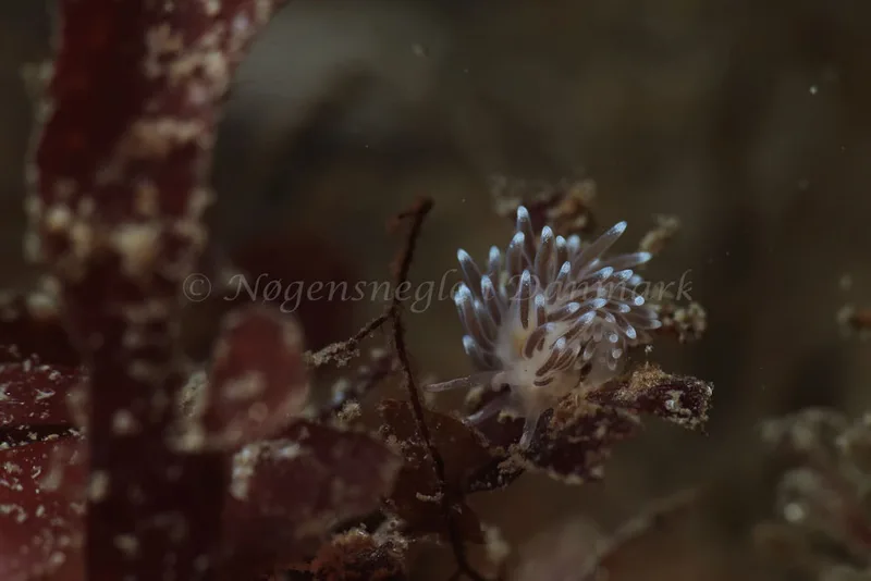 Cuthonella concinna - Ammoniakhavnen - Foto: Kim Sørensen