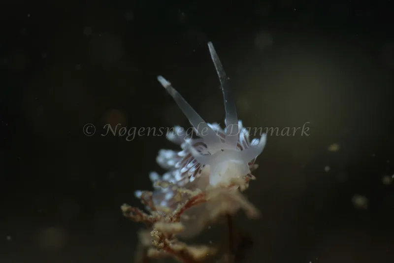 Cuthonella concinna - Ammoniakhavnen - Foto: Kim Sørensen