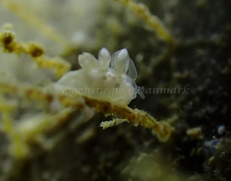 Tergipes tergipes - Ammoniakhavnen - Foto: Ivar Albertsen