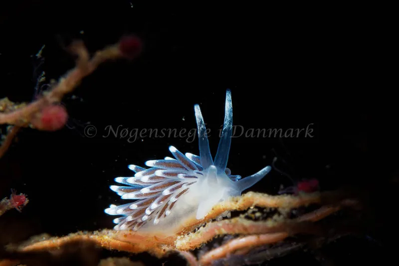 Cuthonella concinna - Ammoniakhavnen - Foto: Oliver Bargheer