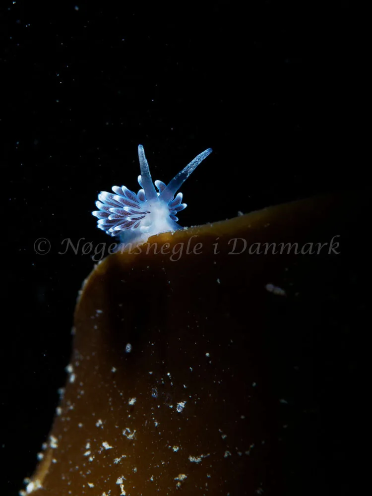 Cuthonella concinna - Ammoniakhavnen - Foto: Oliver Bargheer