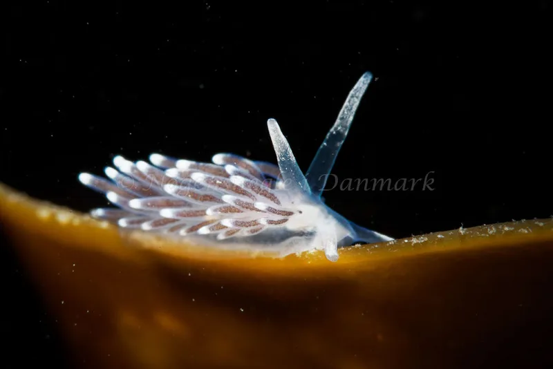 Cuthonella concinna - Ammoniakhavnen - Foto: Oliver Bargheer
