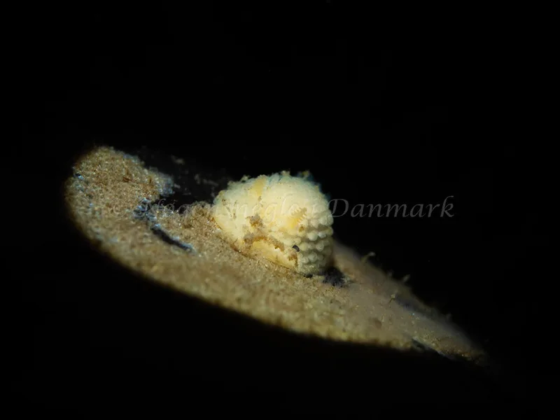 Onchidoris muricata​ observeret ved Ammoniakhavnen i Lillebælt
