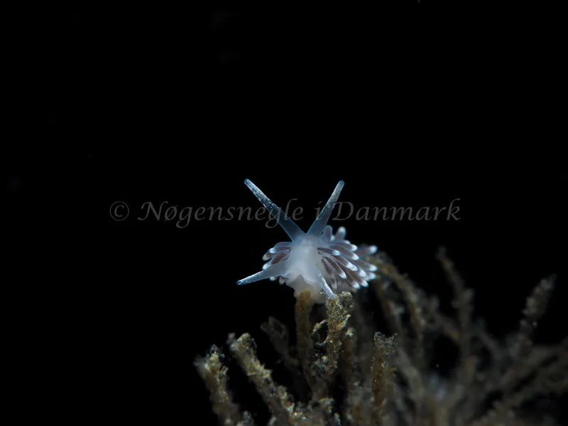 Cuthonella concinna - Søbadet - Foto: Elias Rasmussen