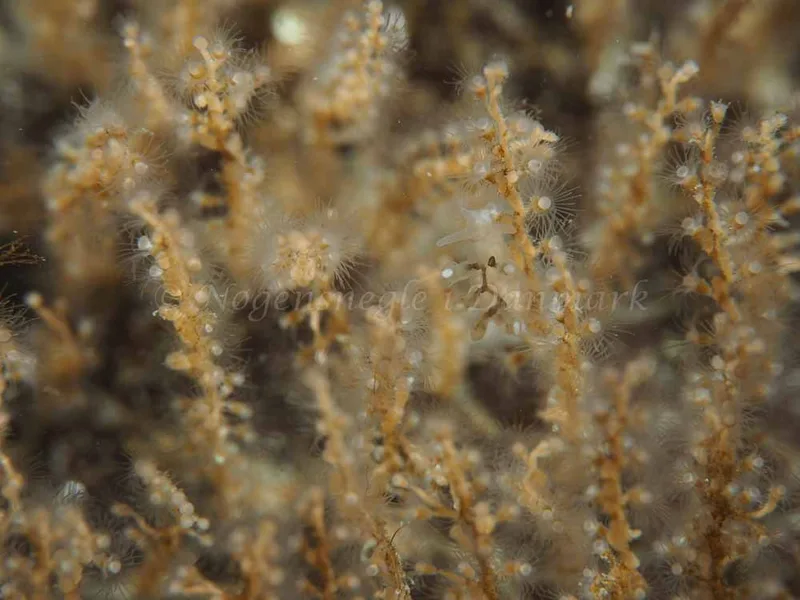 Tergipes tergipes - Søbadet - Foto: Elias Rasmussen