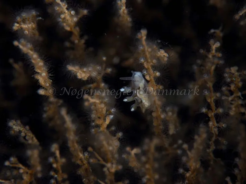 Tergipes tergipes - Søbadet - Foto: Elias Rasmussen