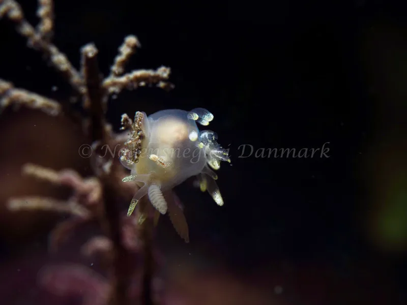 Ancula gibbosa - Ammoniakhavnen - Foto: Elias Rasmussen