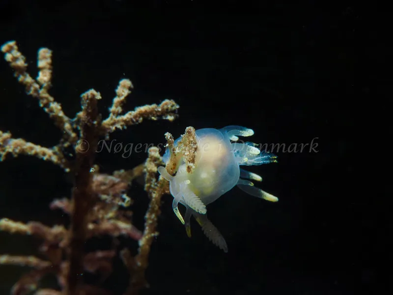 Ancula gibbosa - Ammoniakhavnen - Foto: Elias Rasmussen
