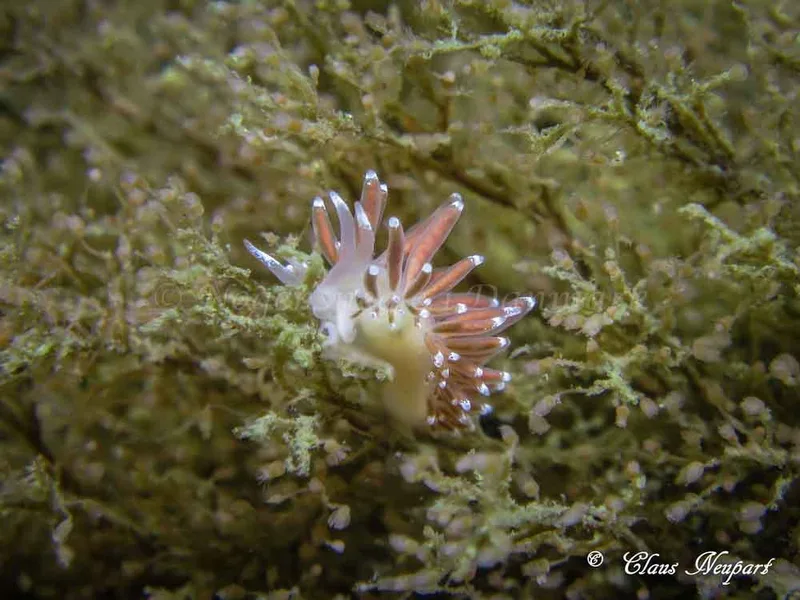 Cuthonella concinna - Damsbovej - Foto: Claus Neupart