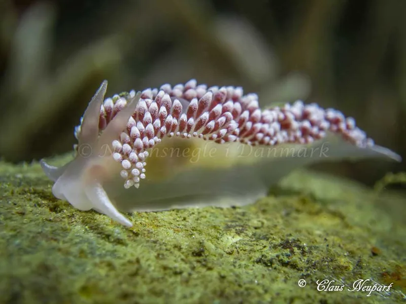 Coryphella verrucosa - Damsbovej - Foto: Claus Neupart