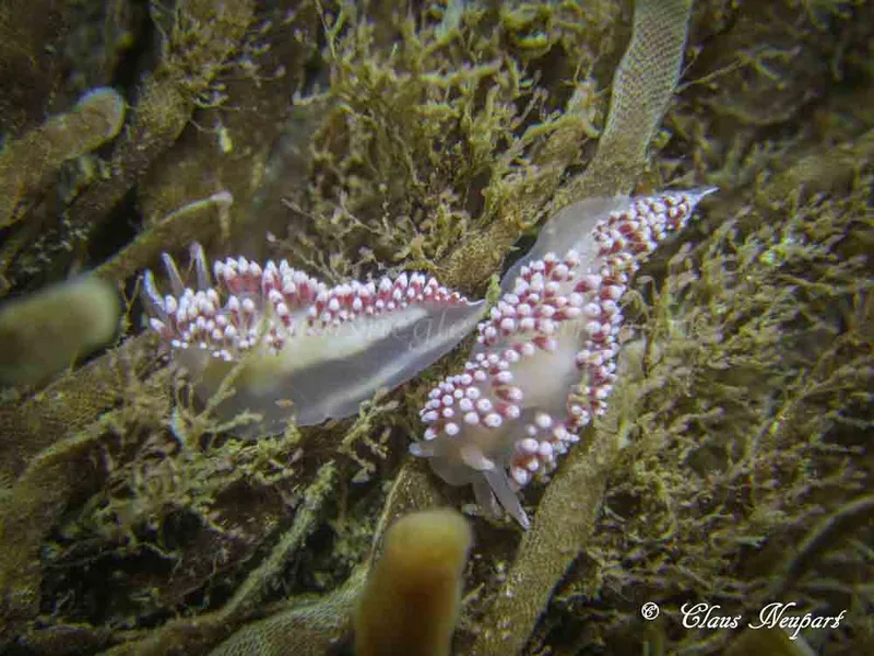Coryphella verrucosa - Damsbovej - Foto: Claus Neupart