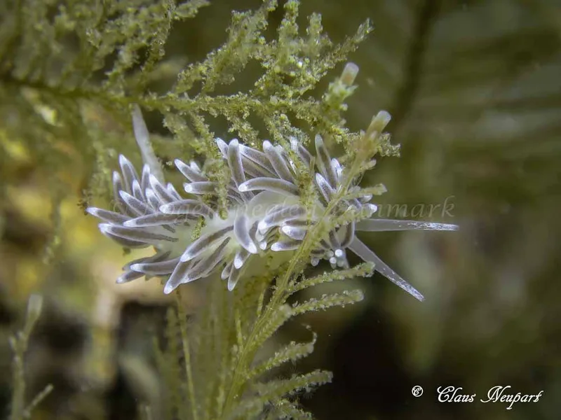 Cuthonella concinna - Damsbovej - Foto: Claus Neupart