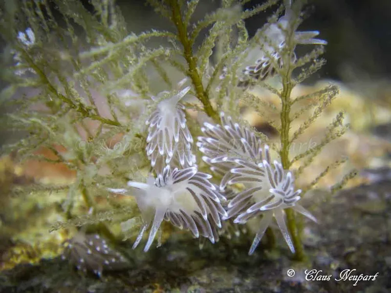 Cuthonella concinna - Damsbovej - Foto: Claus Neupart