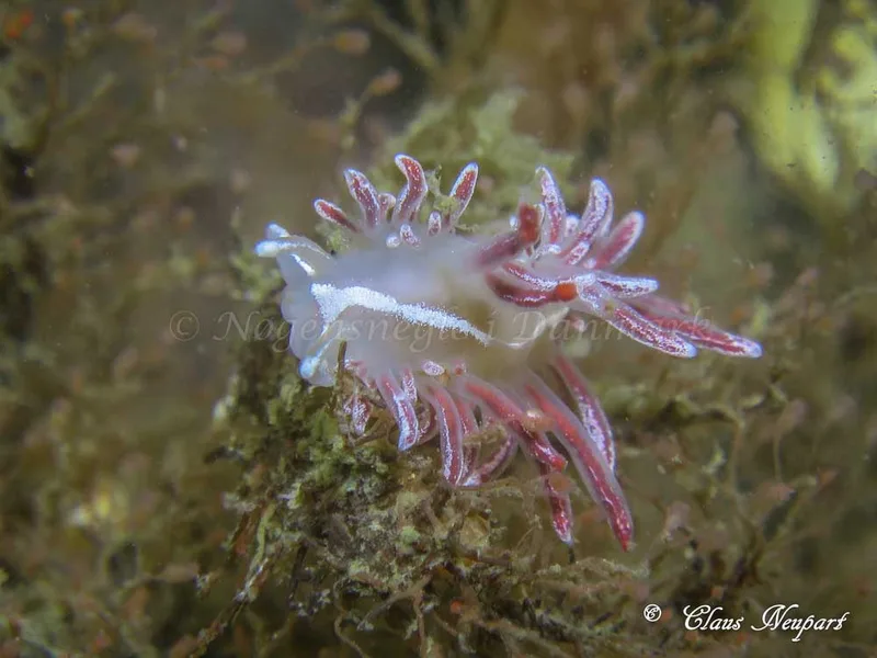 Coryphella monicae - Damsbovej - Foto: Claus Neupart