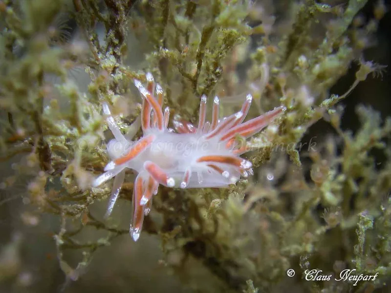 Coryphella gracilis - Damsbovej - Foto: Claus Neupart