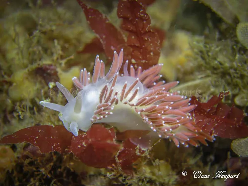 Coryphella verrucosa - Damsbovej - Foto: Claus Neupart