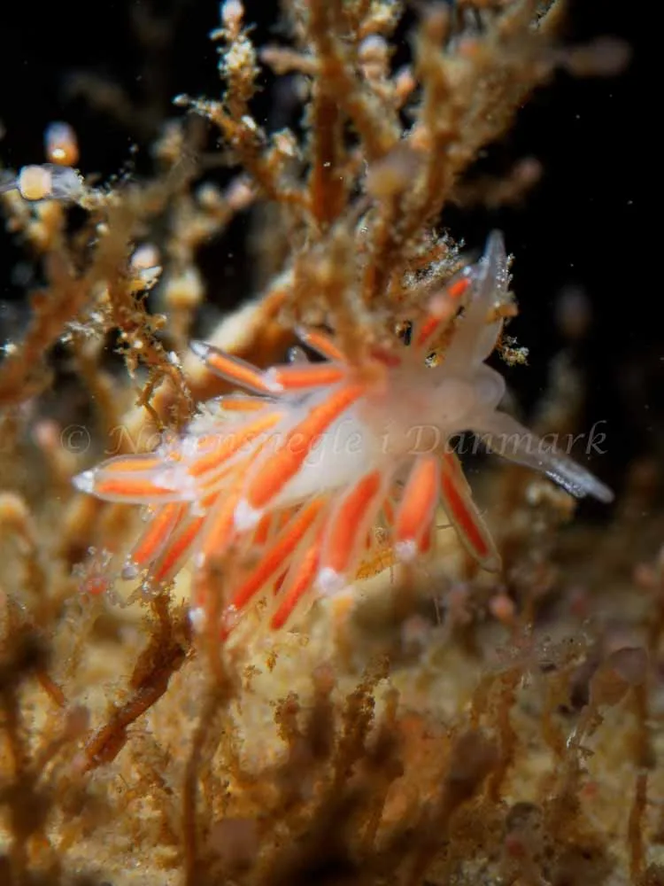 Coryphella gracilis - Ammoniakhavnen - Foto: Oliver Bargheer