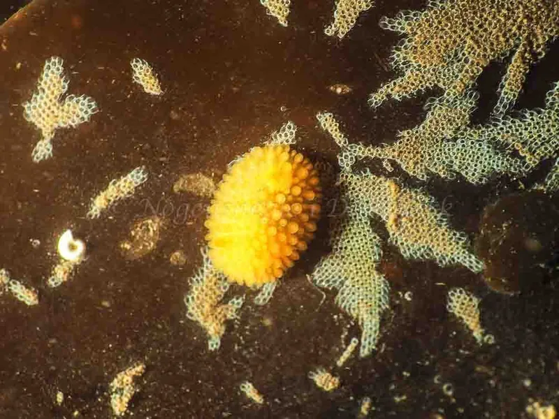 Adalaria proxima - Lyngsbo Strand - Foto: Jens Egon Jørgensen