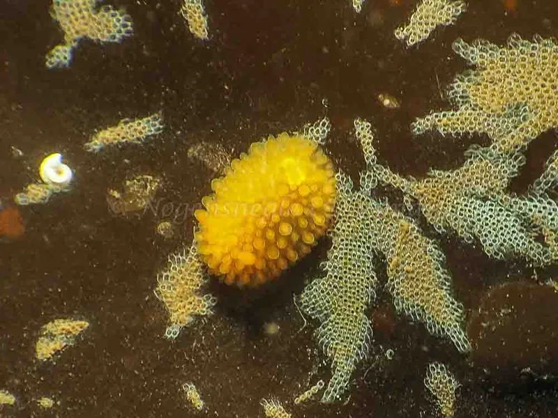 Adalaria proxima - Lyngsbo Strand - Foto: Jens Egon Jørgensen