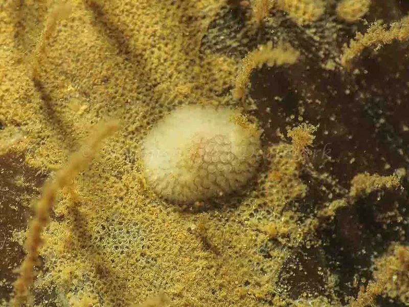 Onchidoris muricata - Lyngsbo Strand - Foto: Jens Egon Jørgensen