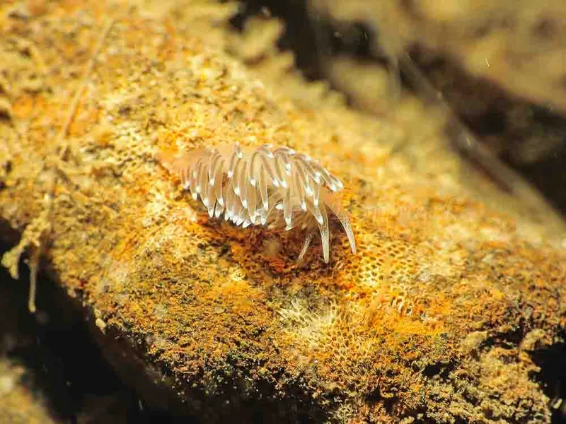 Cuthonella concinna - Ammoniakhavnen - Foto: Jens Egon Jørgensen
