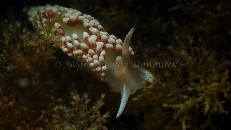 Coryphella verrucosa - Tjærepletten - Foto: Ivar Albertsen