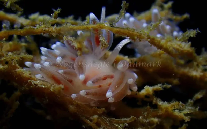 Cuthonella concinna - Ammoniakhavnen - Foto: Ivar Albertsen