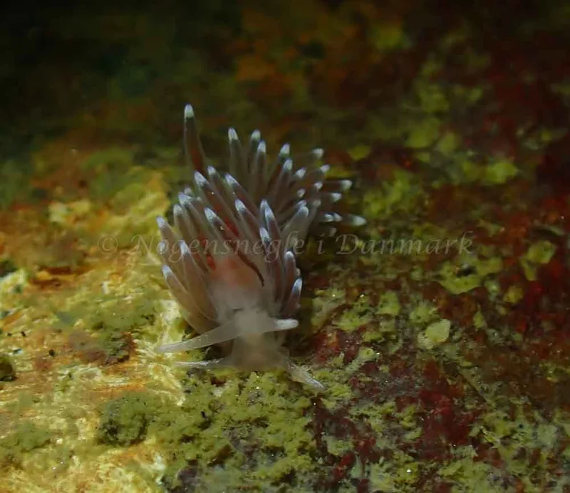 Cuthonella concinna - Ammoniakhavnen - Foto: Ivar Albertsen