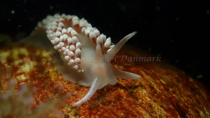Coryphella verrucosa - Tjærepletten - Foto: Ivar Albertsen