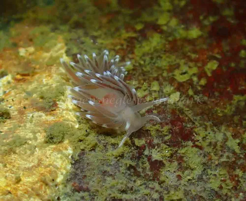 Cuthonella concinna - Ammoniakhavnen - Foto: Ivar Albertsen