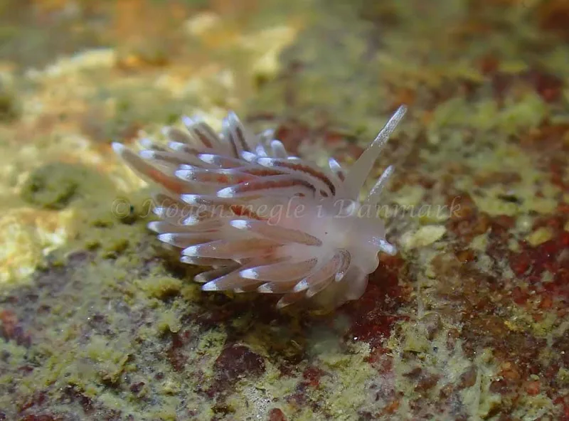 Cuthonella concinna - Ammoniakhavnen - Foto: Ivar Albertsen