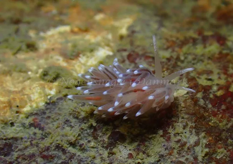 Cuthonella concinna - Ammoniakhavnen - Foto: Ivar Albertsen