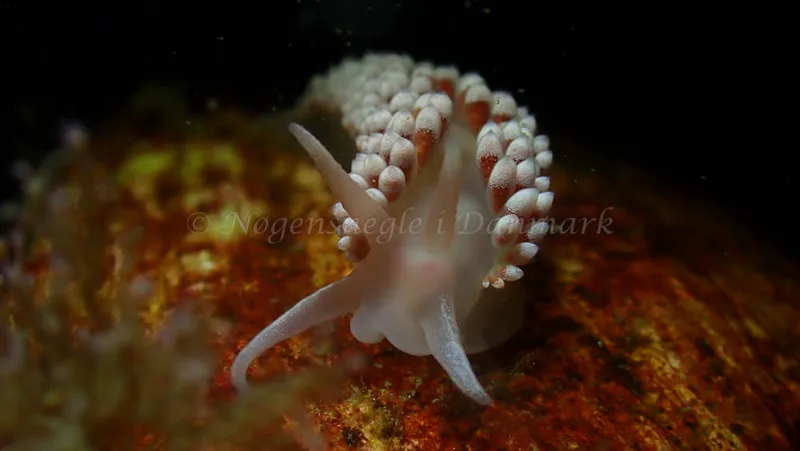Coryphella verrucosa - Tjærepletten - Foto: Ivar Albertsen