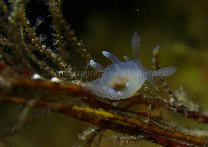 Ancula gibbosa - Ammoniakhavnen - Foto: Ivar Albertsen