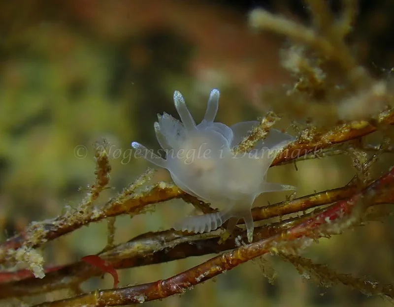 Ancula gibbosa - Ammoniakhavnen - Foto: Ivar Albertsen