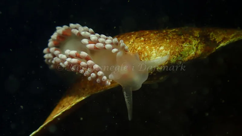 Coryphella verrucosa - Tjærepletten - Foto: Ivar Albertsen