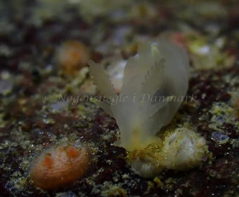 Ancula gibbosa - Ammoniakhavnen - Foto: Ivar Albertsen