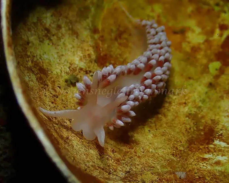 Coryphella verrucosa - Tjærepletten - Foto: Ivar Albertsen