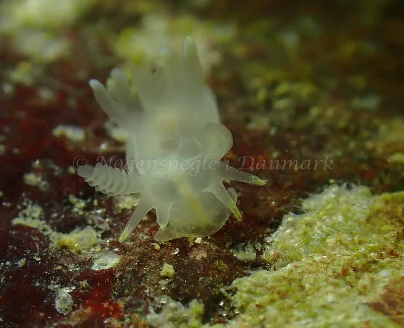 Ancula gibbosa - Ammoniakhavnen - Foto: Ivar Albertsen