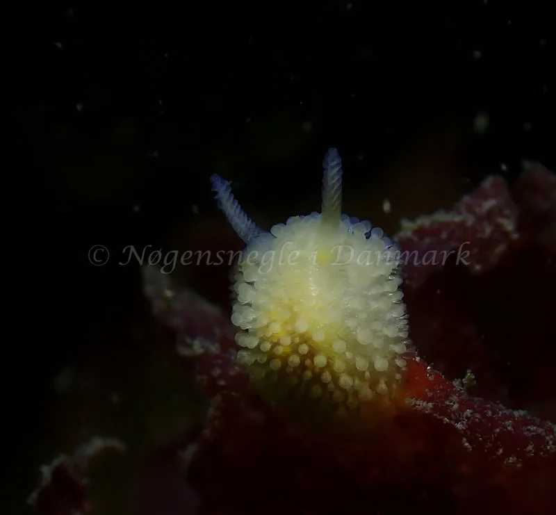 Onchidoris muricata - Tjærepletten - Foto: Ivar Albertsen