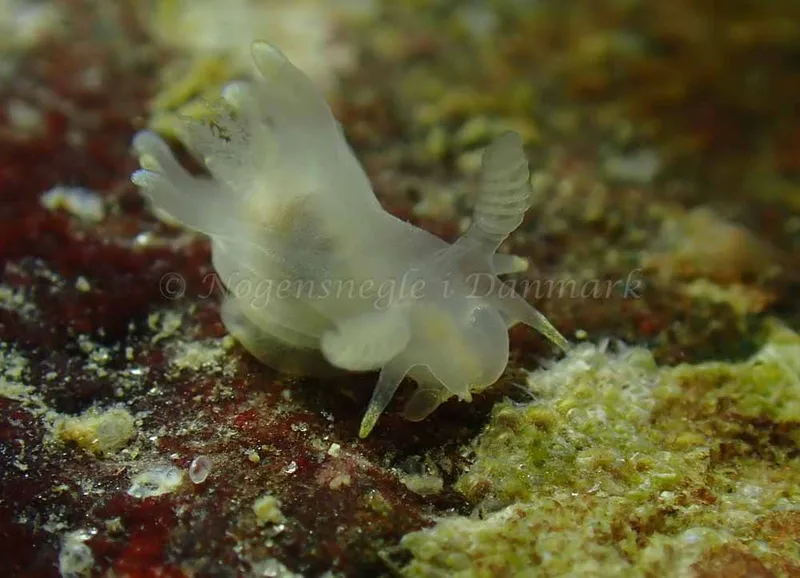 Ancula gibbosa - Ammoniakhavnen - Foto: Ivar Albertsen