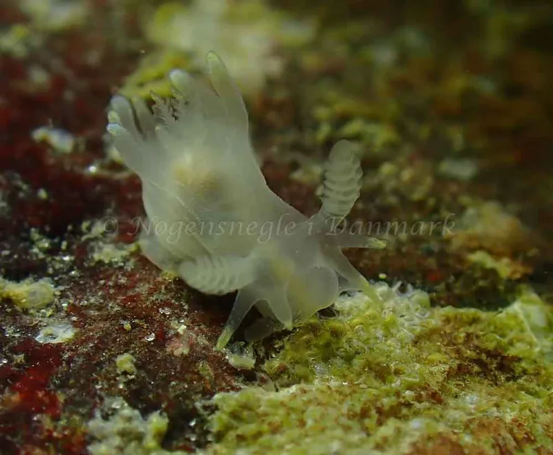 Ancula gibbosa - Ammoniakhavnen - Foto: Ivar Albertsen