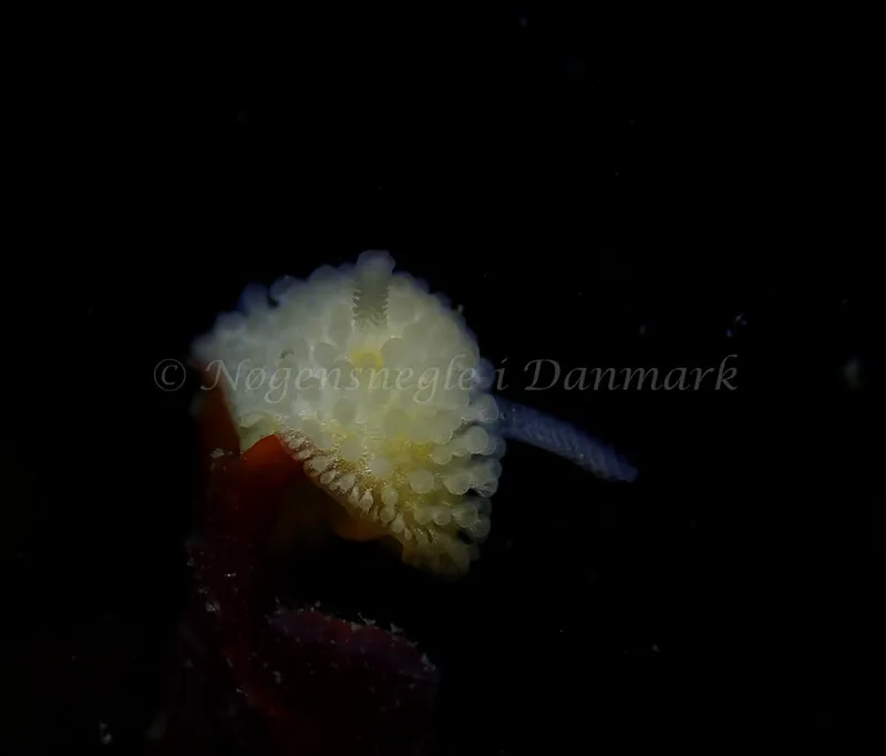Onchidoris muricata - Tjærepletten - Foto: Ivar Albertsen